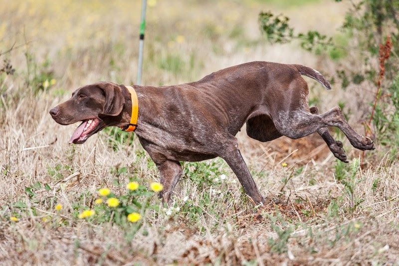 du domaine du framire - ROUKY (Ninon/Hampo des Granges de la Dombes) CHIEN DE CHASSE