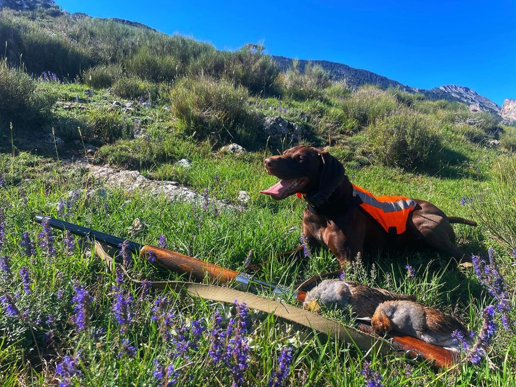 du domaine du framire - P'LEIKA (Mode/Lion du Val de Cèze) CHASSE DANS LES ALPES