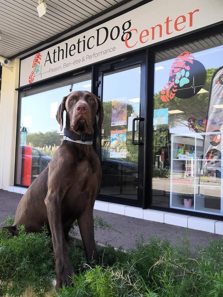 du domaine du framire - SHADOW (Mode/Lion du Val de Cèze) DEVANT LE MAGASIN ATHLETIC DOG