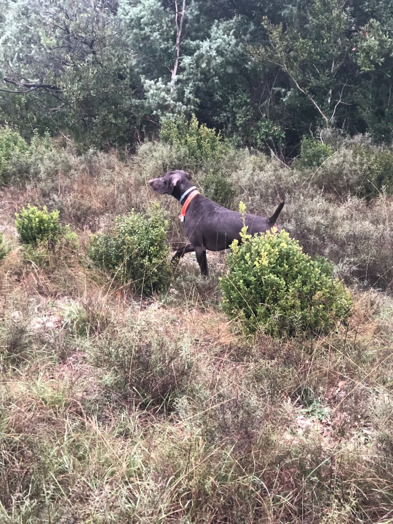 du domaine du framire - MILKA (Fiona/Diablo de l'Escalayole) OUVERTURE DE CHASSE