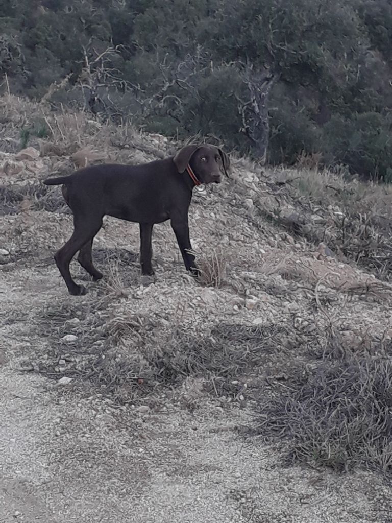 du domaine du framire - SIOUX (Mode/Lion du Val de Cèze) JE CHASSE TOUT SEUL