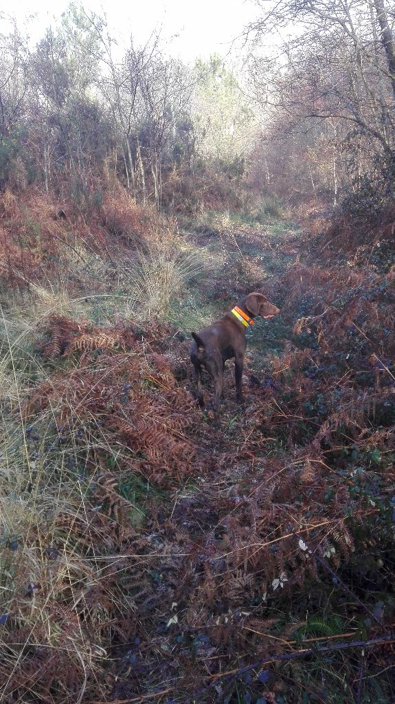 du domaine du framire - NICO (Jazz/Dior du Val de Cèze) EN MODE CHASSE DANS LA FORET LANDAISE