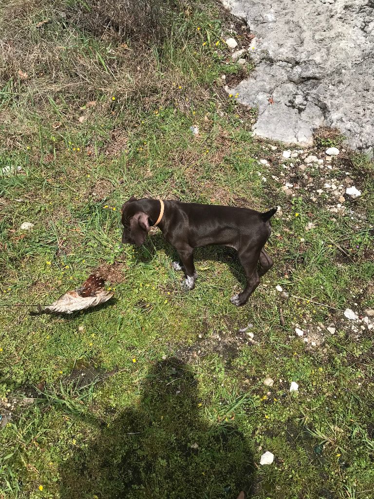 du domaine du framire - OZIL(Fiona/Dior du Val de Cèze) AU TRAVAIL A PEINE ARRIVE A LA MAISON 