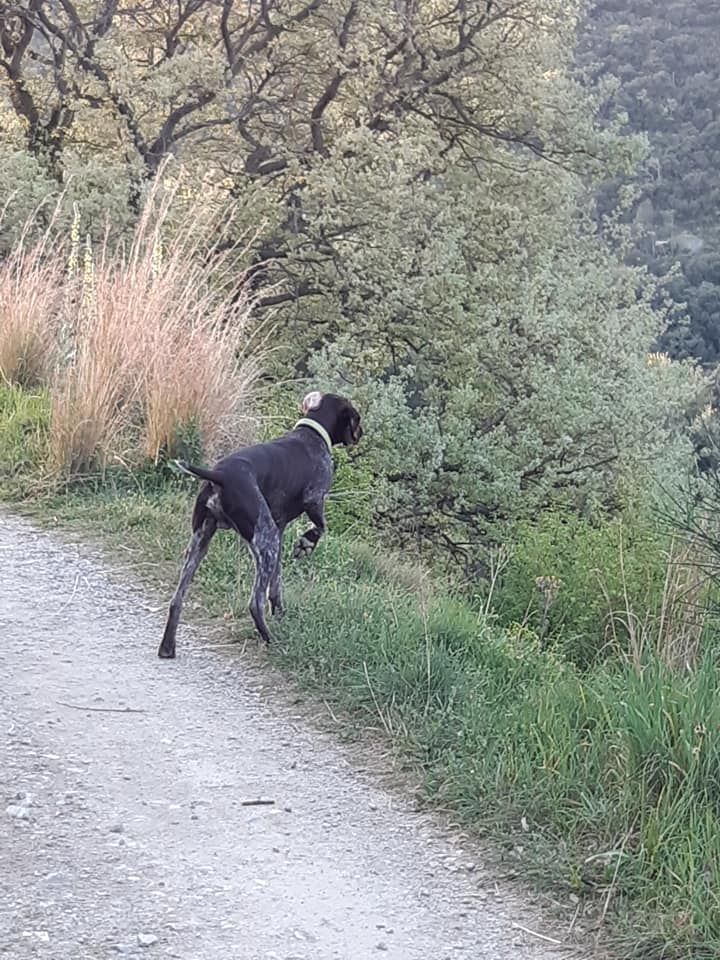 du domaine du framire - REX (Mode/Hampo des Granges de la Dombes) GRAND CHASSEUR