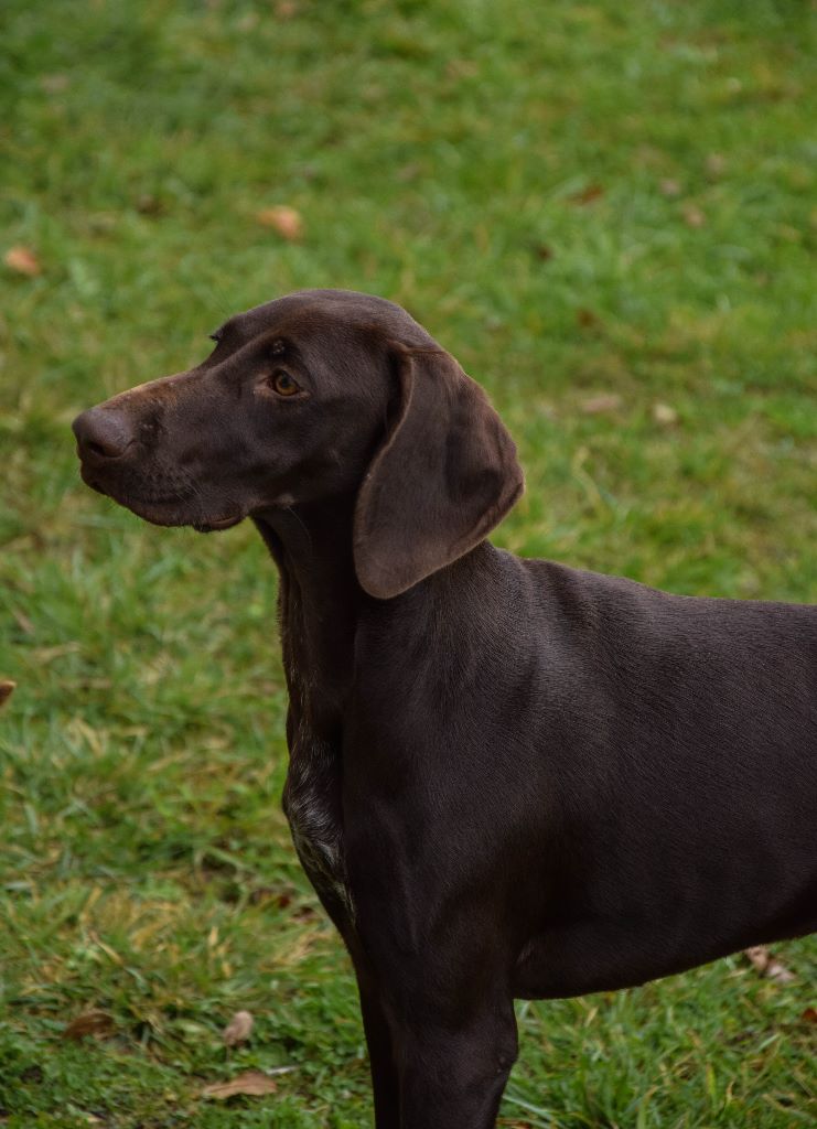 du domaine du framire - NINA (Fiona/Dior du Val de Cèze) 5 MOIS PREND SES MARQUES 