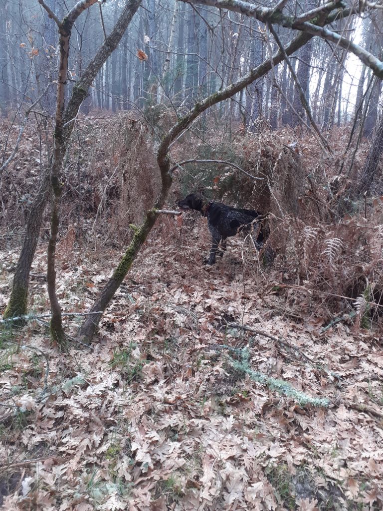 du domaine du framire - SAMI (Ninon/Hampo des Granges de la Dombes) ATTENTIF