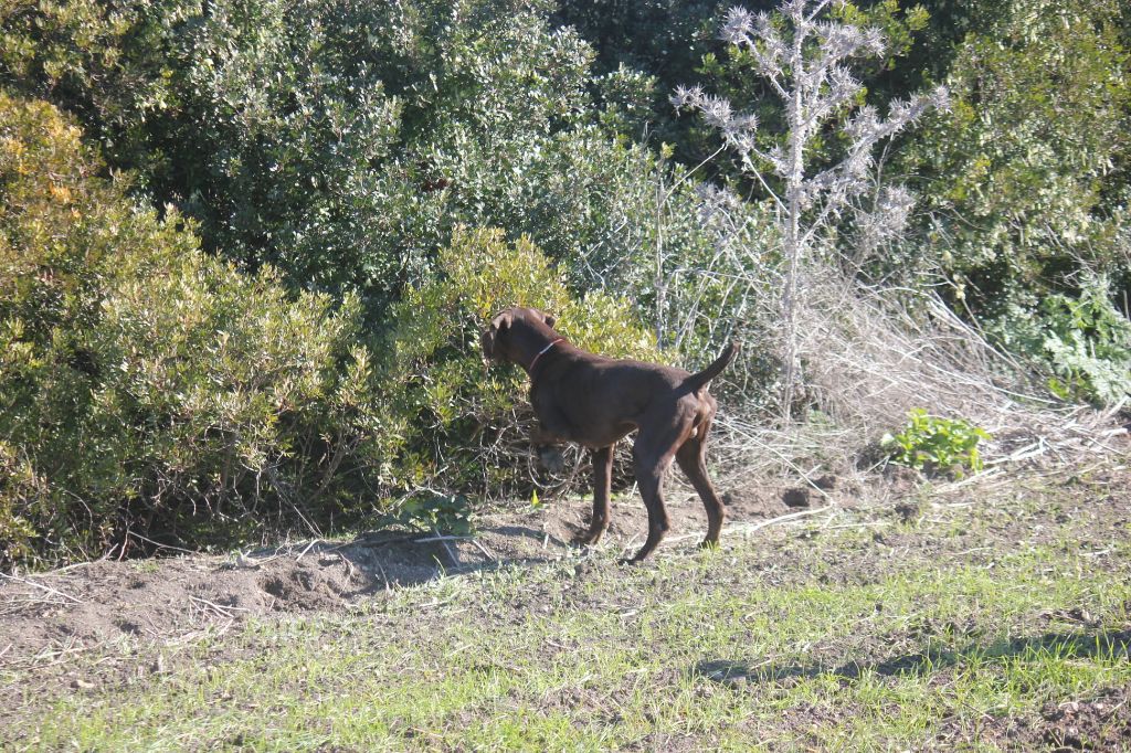 du domaine du framire - PIF (Mode/Lion du Val de Cèze) CHASSE EN ANDALOUSIE