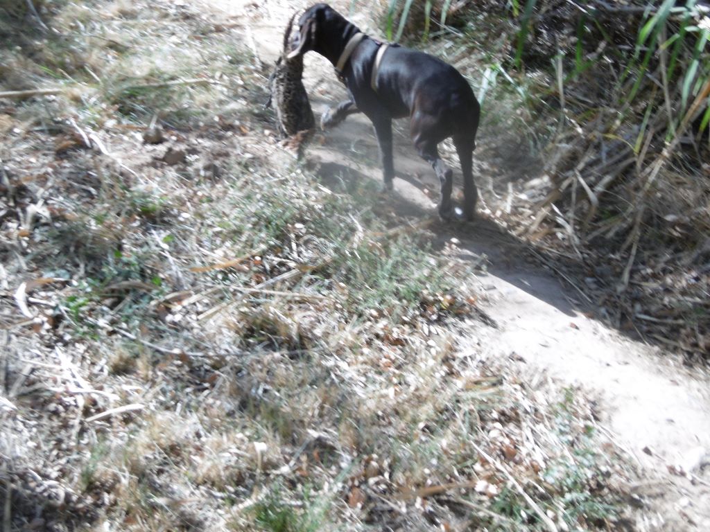 du domaine du framire - NINA (Fiona/Dior du Val de Cèze) 4 MOIS MAGNIFIQUE OUVERTURE DE CHASSE