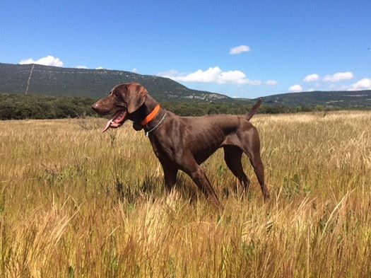 du domaine du framire - LARGO (Daphnée/Diablo) ARRET SUR PERDREAU EN ESPAGNE