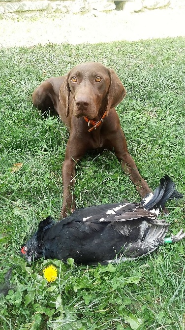 du domaine du framire - JAVA (Elysée/Champion) GRANDE CHASSEUSE