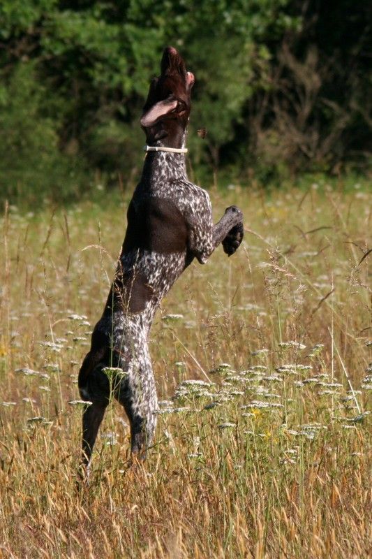 du domaine du framire - OLLIE (Jade/Eto'o) CHASSEUSE DE PAPILLONS D'OU MON SAUT PERILLEUX