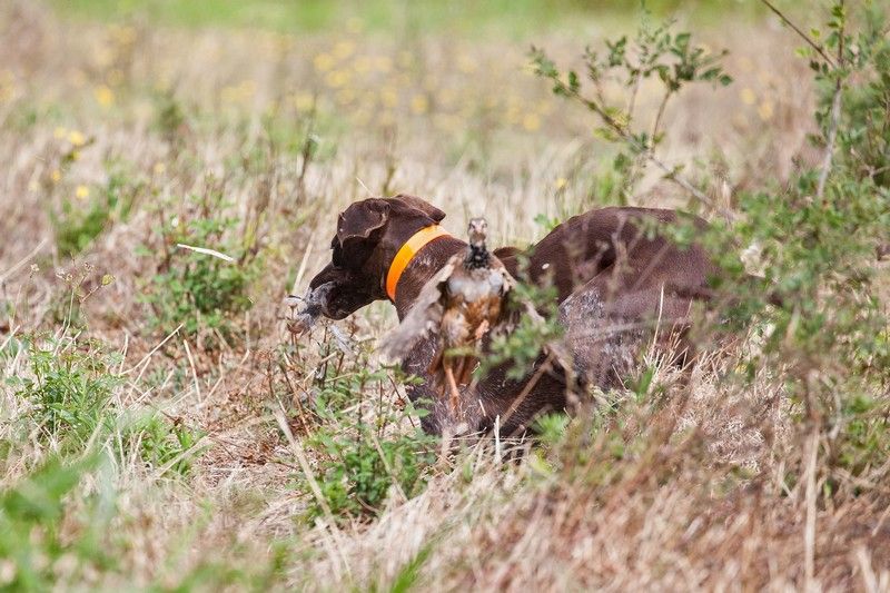 du domaine du framire - ROUKY (Ninon/Hampo des Granges de la Dombes) SACRE CHIEN DE CHASSE