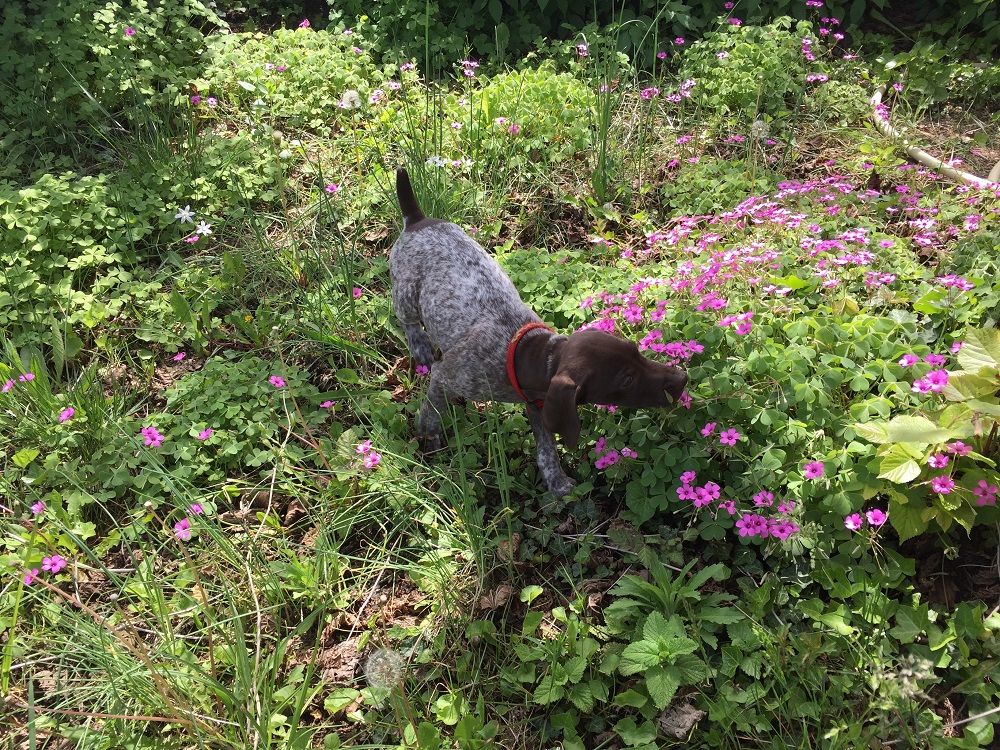 du domaine du framire - PINKY (Léa/Lion du Val de Cèze) DANS LE JARDIN DE FLEURS