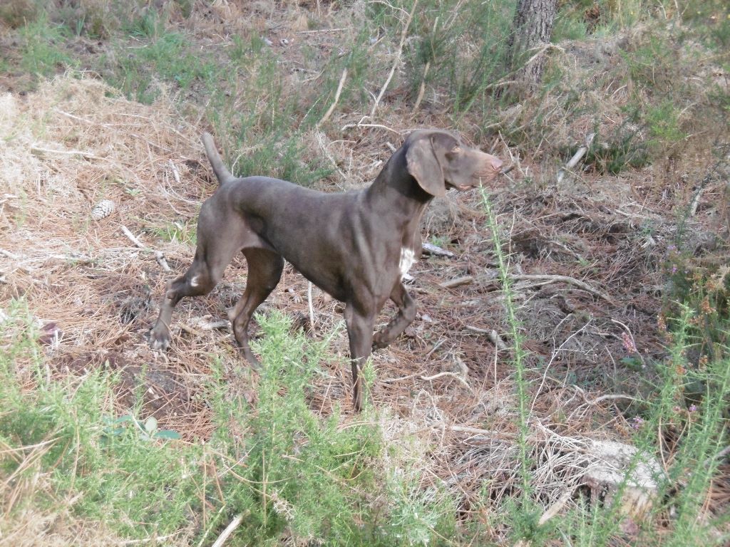 du domaine du framire - JADE (DAPHNEE x CALIN) ESCAPADE DANS LES LANDES