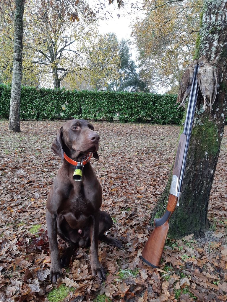 du domaine du framire - ONYL (Darling/Hozo des Garrigues du Ministre) CHASSE EXCEPTIIONNELLE