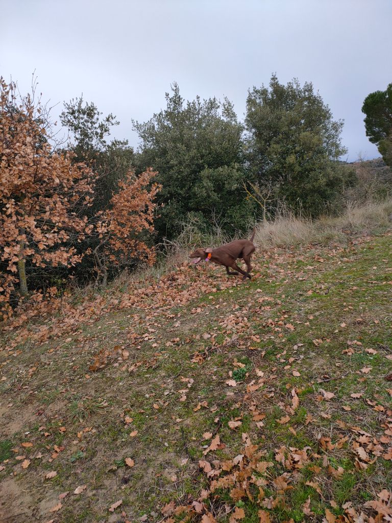 du domaine du framire - RIA (Maya/Lion du Val de Cèze) 