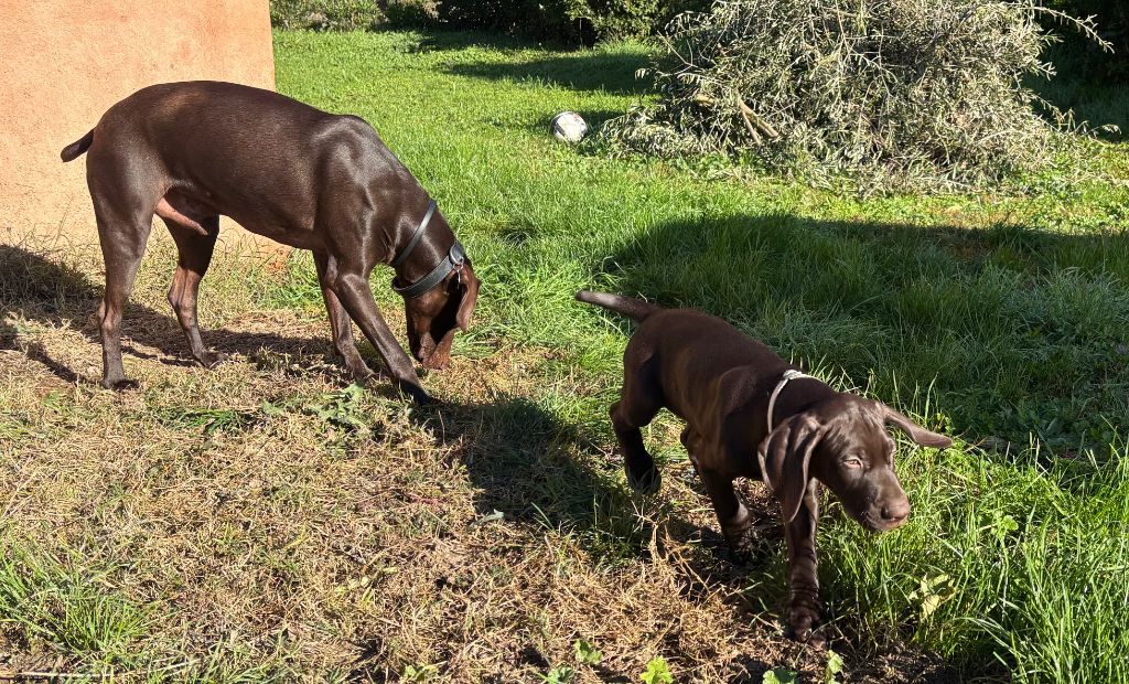 du domaine du framire - VITO DANS SA NOUVELLE FAMILLE (Rouky/Orus du Val de Cèze)