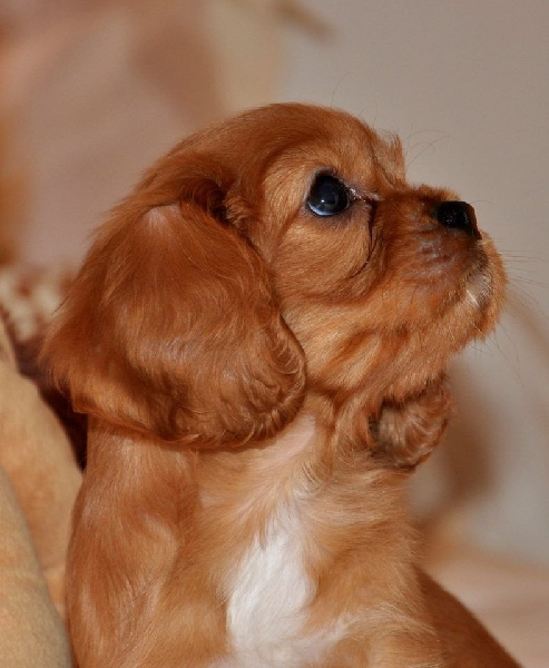 des amazones de cassandre - Cavalier King Charles Spaniel - Portée née le 09/09/2016