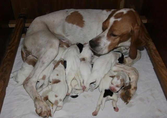 Chiot Pointer du mas du zouave