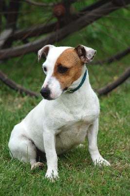 du domaine de parbeau - Jack russell 