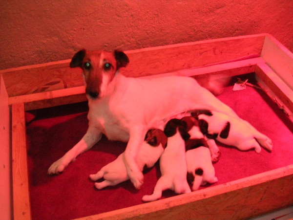 du domaine de parbeau - Fox Terrier Poil lisse - Portée née le 26/12/2008