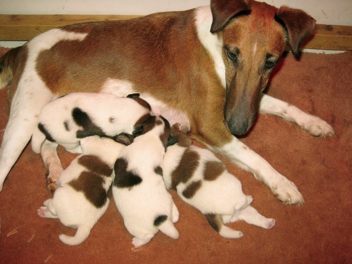 du domaine de parbeau - Fox Terrier Poil lisse - Portée née le 04/02/2010