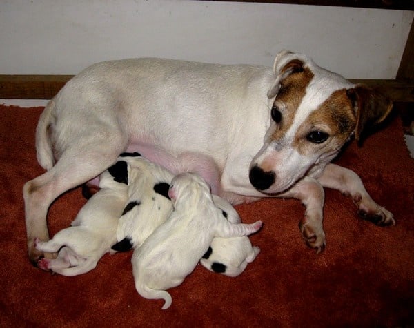 du domaine de parbeau - Jack Russell Terrier - Portée née le 03/02/2010