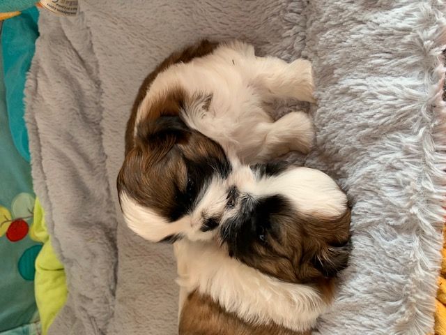 de lou pitchoun des cabotins - Shih Tzu - Portée née le 06/08/2019