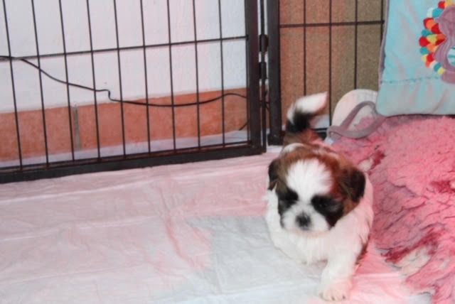 de lou pitchoun des cabotins - Shih Tzu - Portée née le 18/02/2021