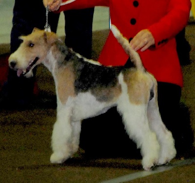 de Vallauris des astucieux - 77 th Internationale Dog Show Luxembourg