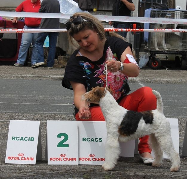 de Vallauris des astucieux - Exposition Canine Internationale Marmande 25/05/2014/2014