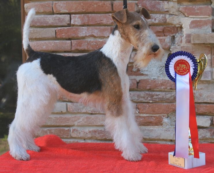 de Vallauris des astucieux - Nationale d'Elevage des Fox-terriers