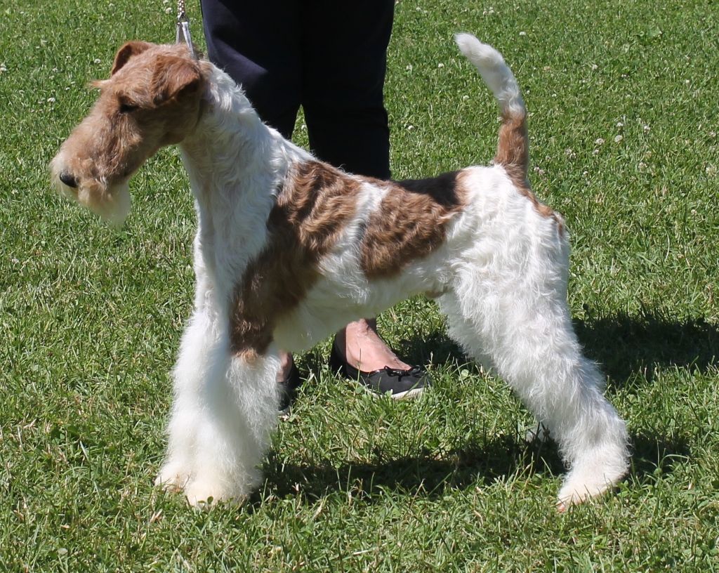 de Vallauris des astucieux - Exposition canine nationale Saint Girons 16/06/2019