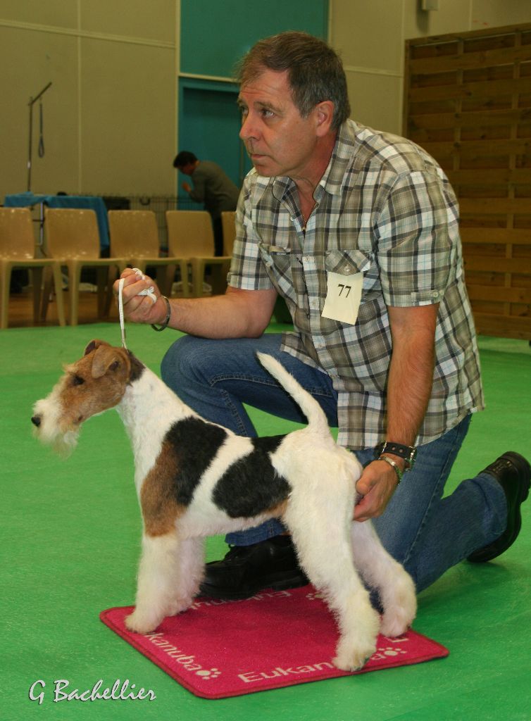 de Vallauris des astucieux - Champion de France de Conformité au Standard