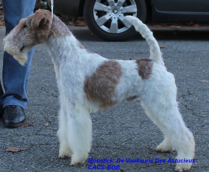 de Vallauris des astucieux - Tarbes 19/11/2017 exposition canine nationale 