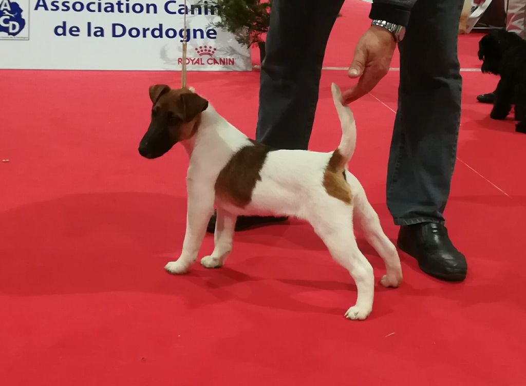 Exposition Canine Internationale Périgueux 09/03/19