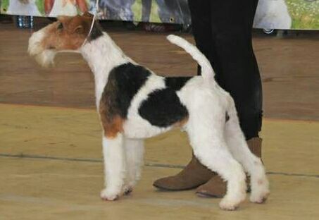 de Vallauris des astucieux - Exposition Canine nationale Monclarc-de-Quercy 24/04/16