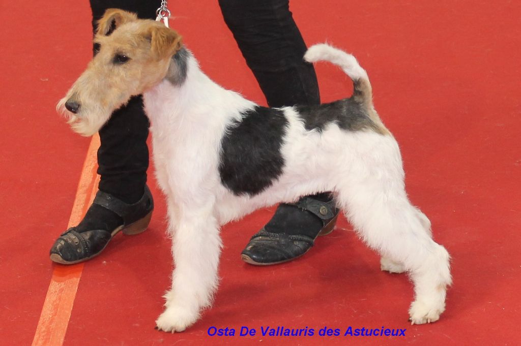 de Vallauris des astucieux - Toulouse 24/02/19 Exposition canine internationale