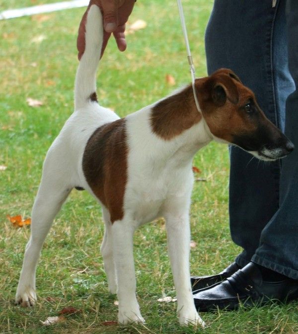 de Vallauris des astucieux - Brive 11/08/2019 exposition canine internationale Speciale Fox-terrie