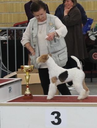 de Vallauris des astucieux - Exposition canine nationale Monclarc-de-Quercyy