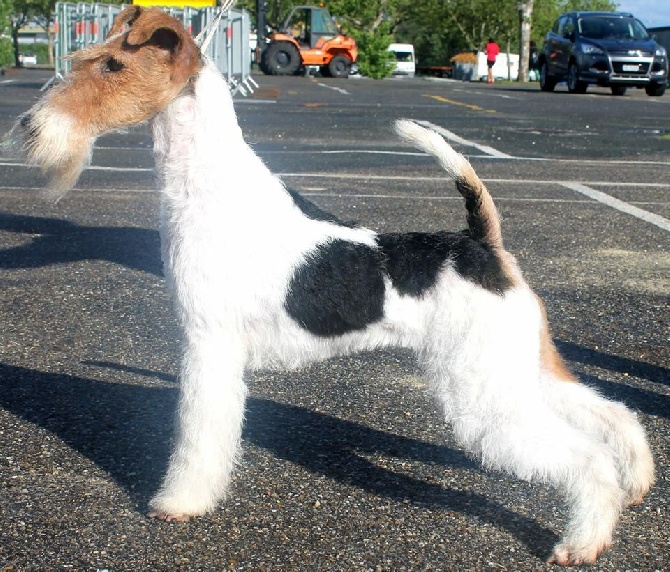 de Vallauris des astucieux - Exposition Canine Internationale Marmande 22/05/2016