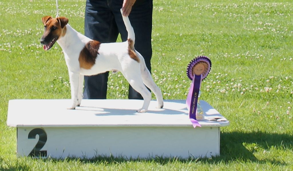 Exposition canine nationale Saint Girons 16/06/2019