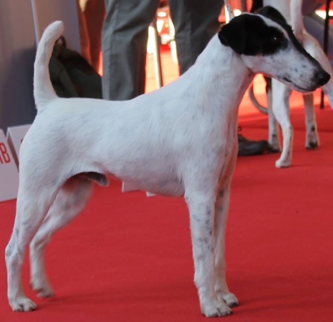 de Vallauris des astucieux - Brive 14/08/2016 exposition canine internationale