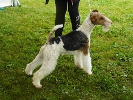 de Vallauris des astucieux - Exposition canine nationale l'Union 09/06/2013