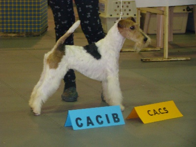 de Vallauris des astucieux - Exposition canine Internationale Agen 15/04/2012