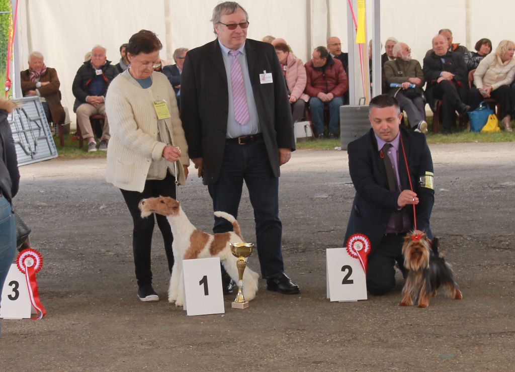 de Vallauris des astucieux - Auch 05/05/19 exposition canine internationale