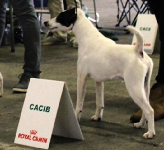 de Vallauris des astucieux - Exposition Canine Internationale Marmande 25/05/2014/2014