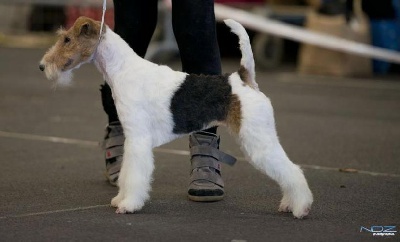 de Vallauris des astucieux - Exposition canine Internationale Bordeaux 06/01/2013