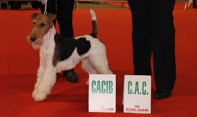 de Vallauris des astucieux - Exposition canine Internationale Perigueux 10/03//2013