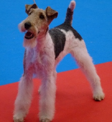 de Vallauris des astucieux - Sully/Loire : Nationale d'Elevage fox-terrier 29/09/2012